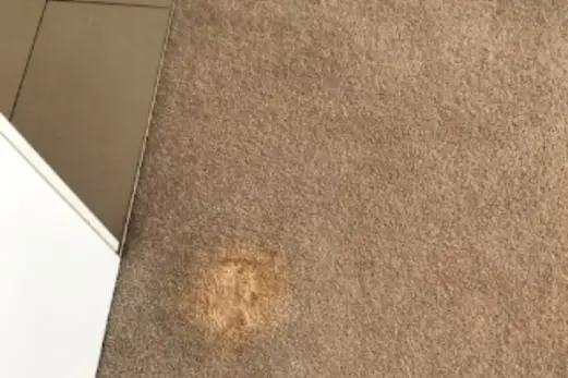 Carpet Cleaning in Cheltenham